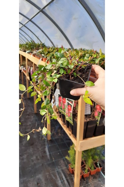 Барвинок маленький Верин - 0,5-3л/вис.10-15см/Ø25-35см